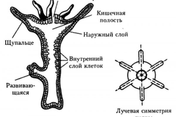 Ссылка для входа на сайт kraken