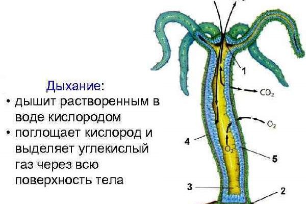 Почему кракен перестал работать