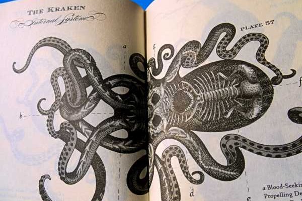 Kraken forum